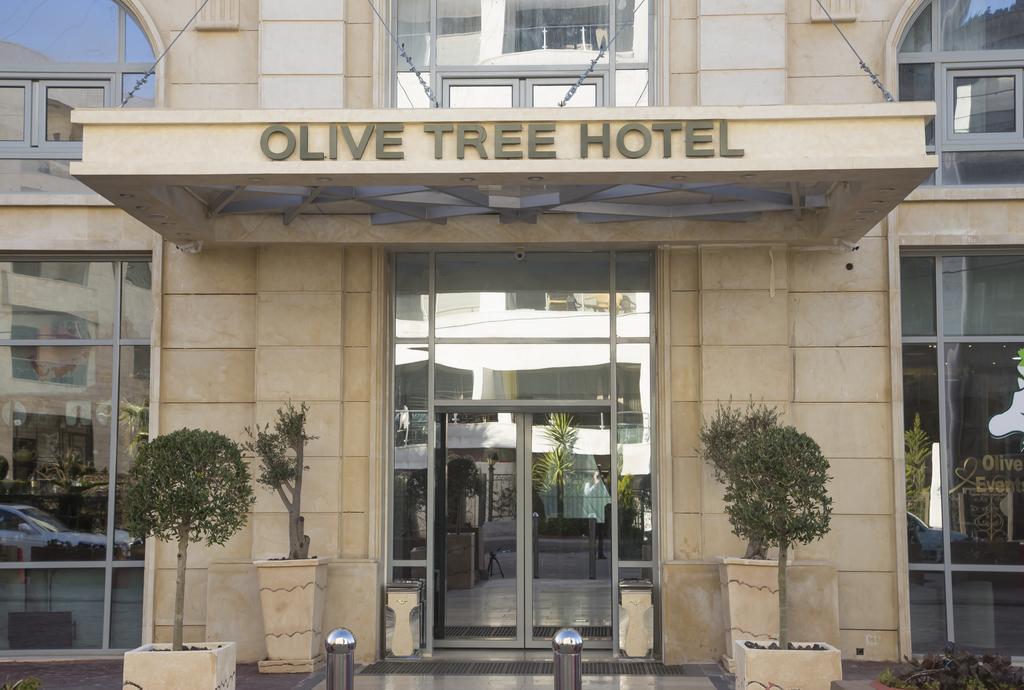 Olive Tree